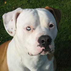 Amerikansk bulldog JAB´S Stanley the monster