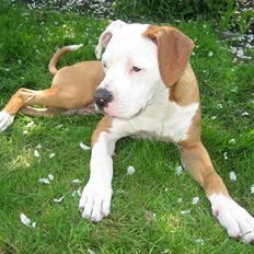 Amerikansk bulldog JAB´S Stanley the monster