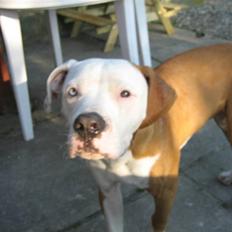 Amerikansk bulldog JAB´S Stanley the monster