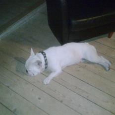 Fransk bulldog victor