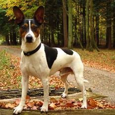 Dansk svensk gaardhund Hugo