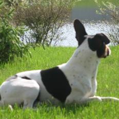 Dansk svensk gaardhund Hugo