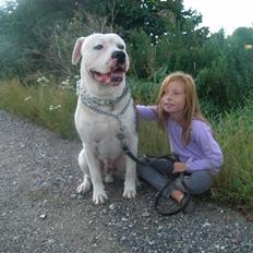 Amerikansk bulldog harley