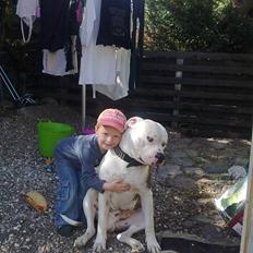 Amerikansk bulldog harley