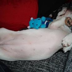 Fransk bulldog Carla *RIP*