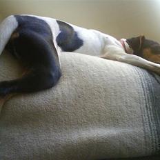 Dansk svensk gaardhund Rie<3