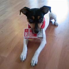 Dansk svensk gaardhund Rie<3