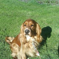 Cocker spaniel Tayson