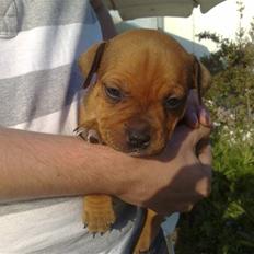 Staffordshire bull terrier Nemo