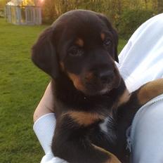 Blanding af racer Jessie