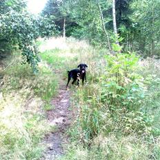 Blanding af racer Jessie