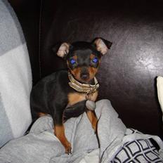 Dvaergpinscher Rødkildes Thea (Nica)