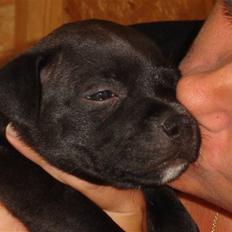 Staffordshire bull terrier Niels