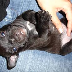 Staffordshire bull terrier Niels