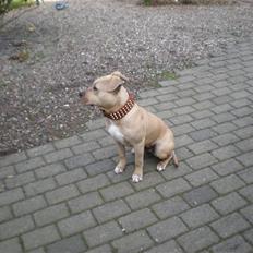 Amerikansk staffordshire terrier TYSON