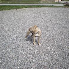 Amerikansk staffordshire terrier TYSON