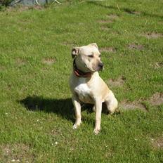 Amerikansk staffordshire terrier TYSON