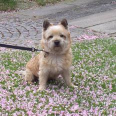 Cairn terrier Rollo