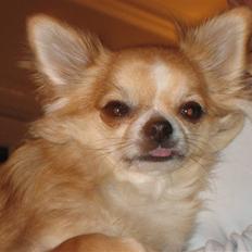 Chihuahua Zipper R.I.P.