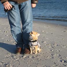 Chihuahua Zipper R.I.P.