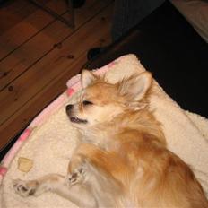 Chihuahua Zipper R.I.P.