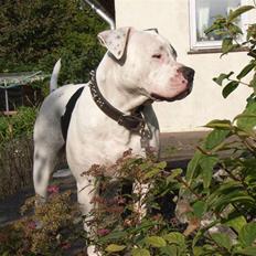 Amerikansk bulldog sheila