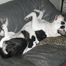 Amerikansk bulldog sheila