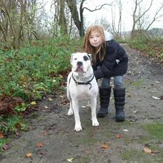 Amerikansk bulldog sheila