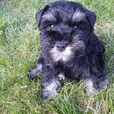 Dvaergschnauzer Tais De Fionia