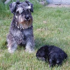Dvaergschnauzer Tais De Fionia