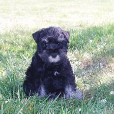 Dvaergschnauzer Tais De Fionia