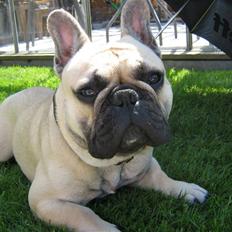 Fransk bulldog Bubbi . ( Før Lordo )