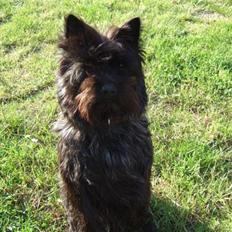 Cairn terrier Taigo