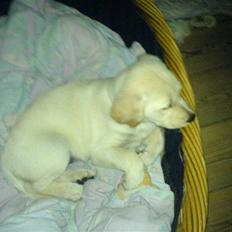 Blanding af racer Luzi