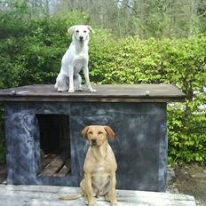 Blanding af racer Luzi