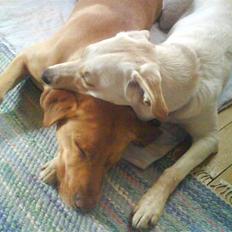 Blanding af racer Luzi