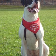 Amerikansk bulldog Cischa (Afrodite) R.I.P Savnet