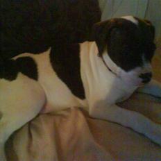 Amerikansk bulldog Cischa (Afrodite) R.I.P Savnet