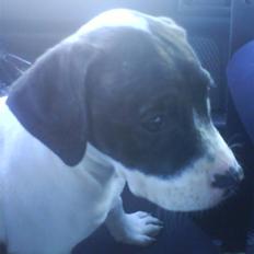 Amerikansk bulldog Cischa (Afrodite) R.I.P Savnet