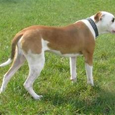 Amerikansk bulldog Diesel *R.I.P*