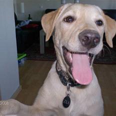 Labrador retriever Zila