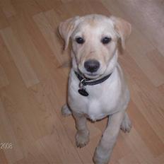 Labrador retriever Zila