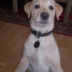 Labrador retriever Zila