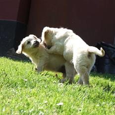 Golden retriever Tyson