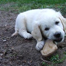Golden retriever Tyson