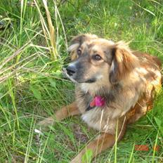 Blanding af racer Gloria