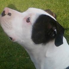 Amerikansk bulldog Freja