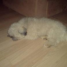 Lhasa apso R.I.P TUX
