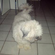 Lhasa apso R.I.P TUX