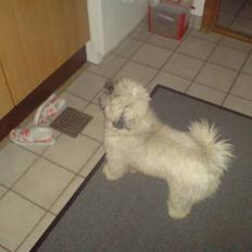 Lhasa apso R.I.P TUX